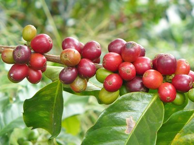 Coffee region Colombia