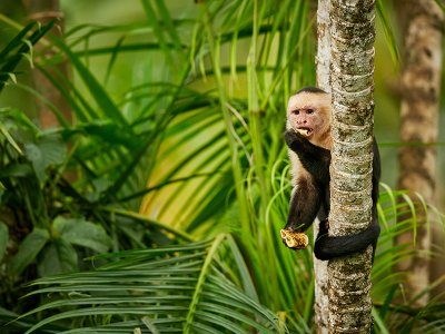 Capuchin Costa Rica