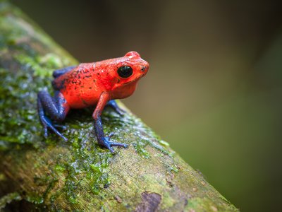 Frog Costa Rica