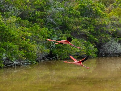Isabela Island Wetlands Flamingos