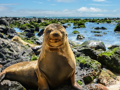 Baby Fur Seal San Cristobal