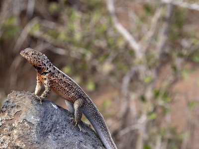 Lava Lizard, Galapagos