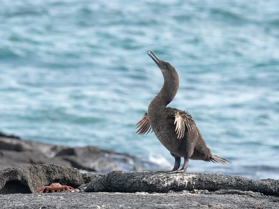 Cormorant Point, Galapagos
