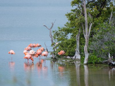 Flamingos, Floreana Island, Galapagos