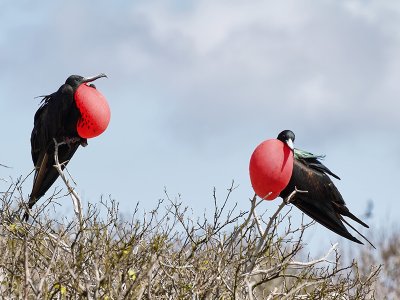Frigate Birds, Genovesa Island