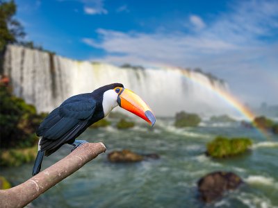 Toucan, Iguacu Falls