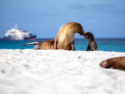 Sea lions, Galapagos