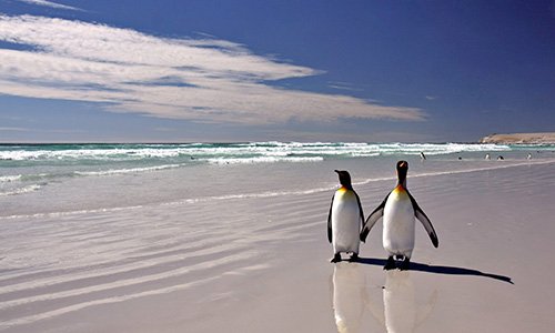 Falkland Islands, King Penguins