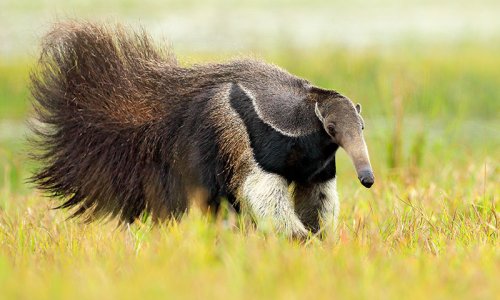Giant anteater, Guyana