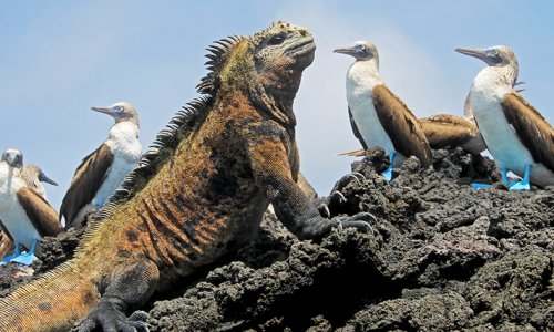 Iguana Bobbies Galapagos