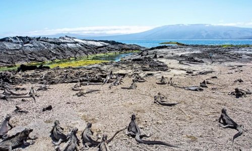 Galapagos Cruise Discovery
