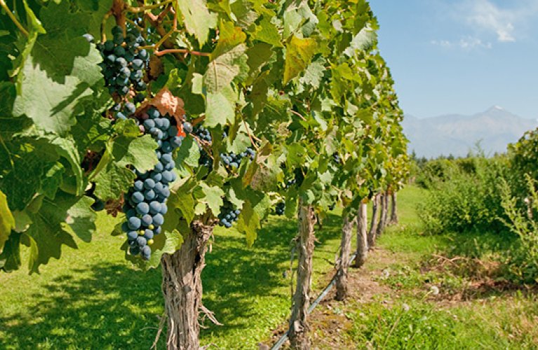 Vineyard Argentina