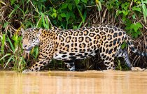 Jaguar, Amazon