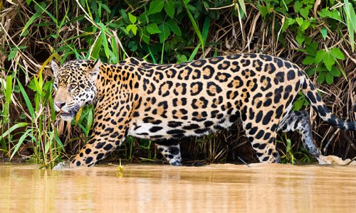 Jaguar, Amazon