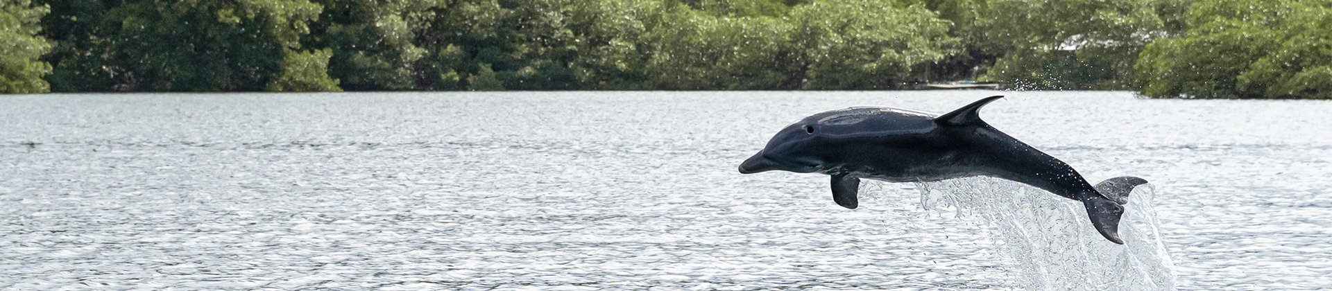 Dolphin in Bocas del Toro