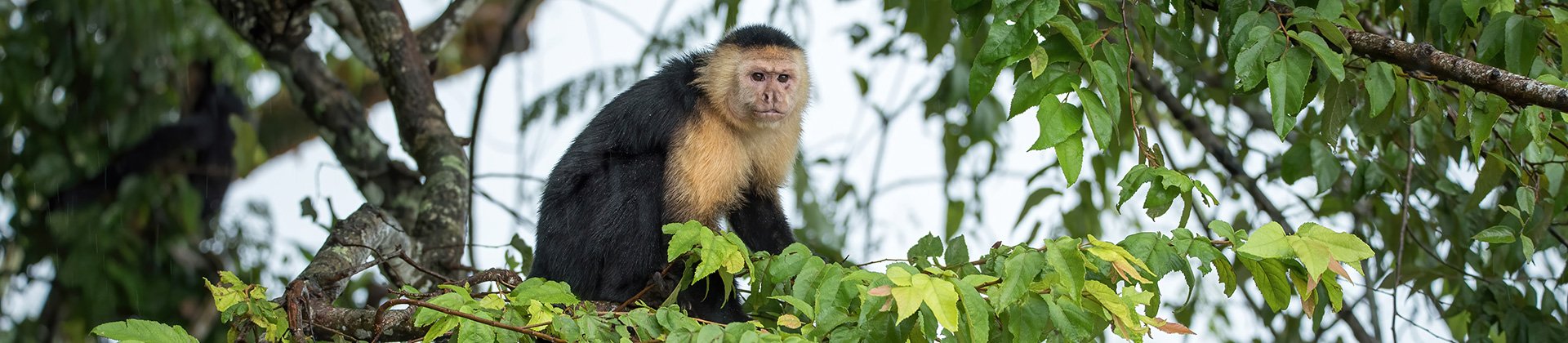 Capuchin Monkey, Panama