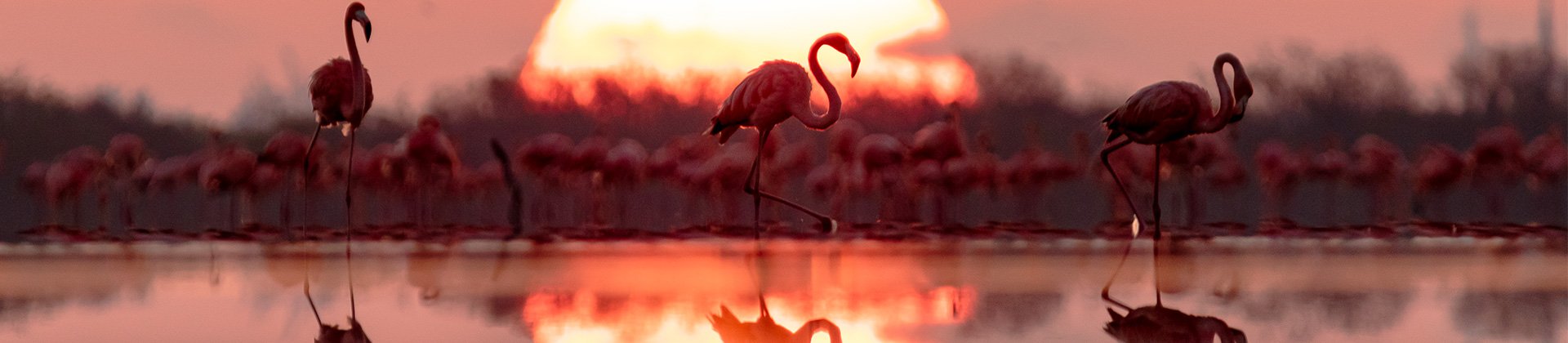 Flamingos on the Yucatan Riviera