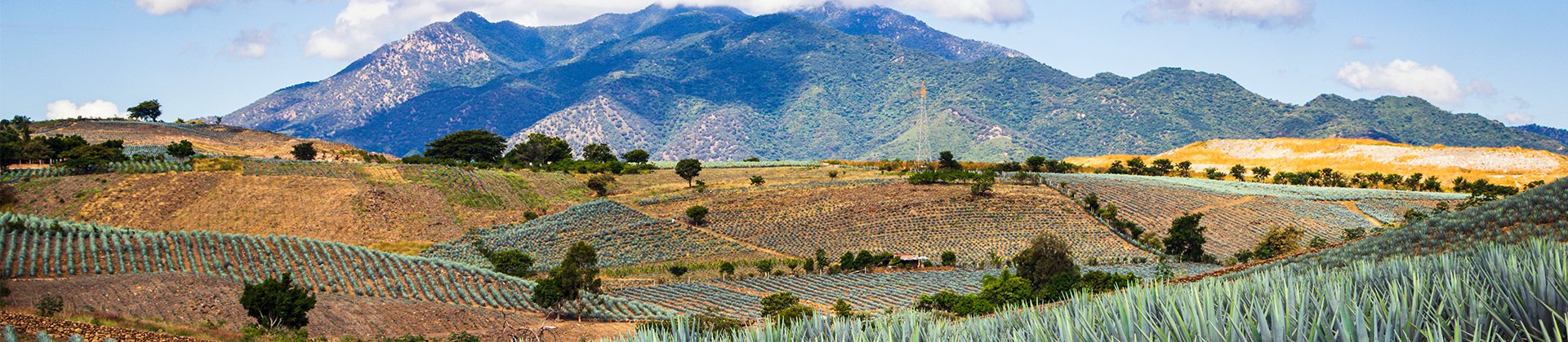 Agave field in Tequila