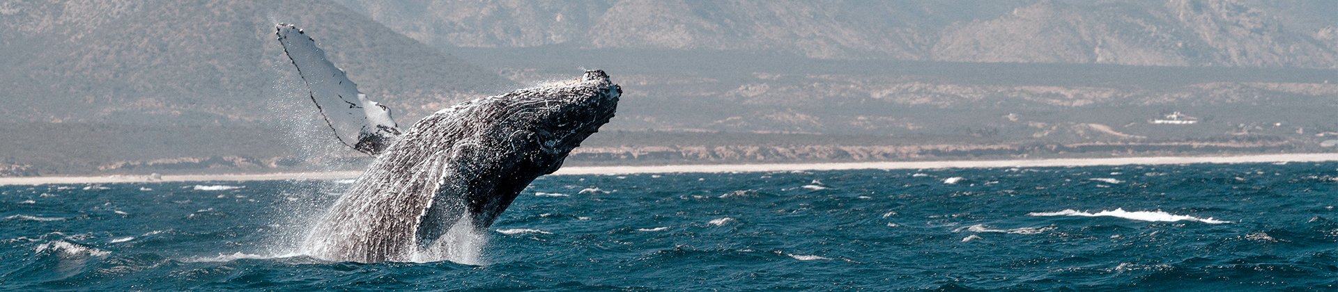 Whale Baja