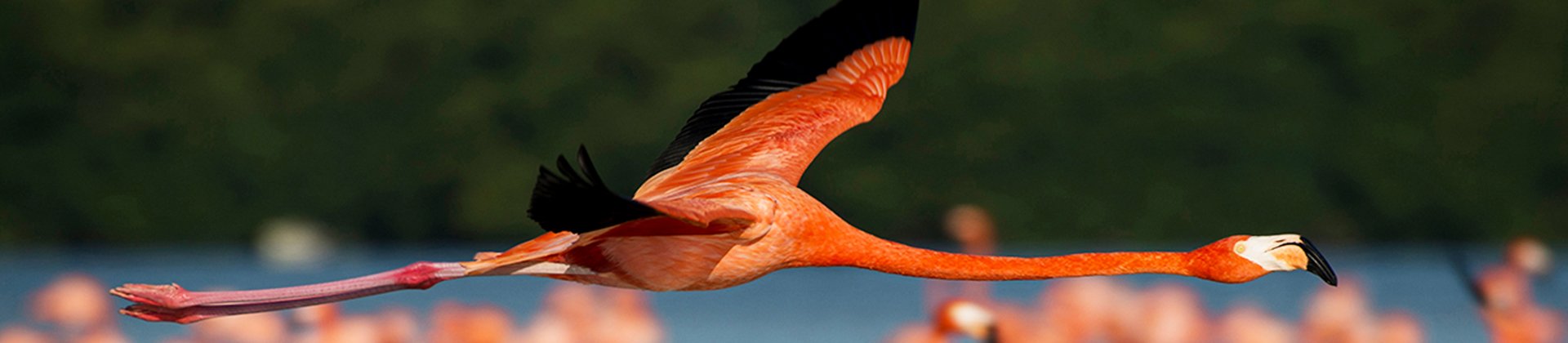Flamingo in flight, Celestun