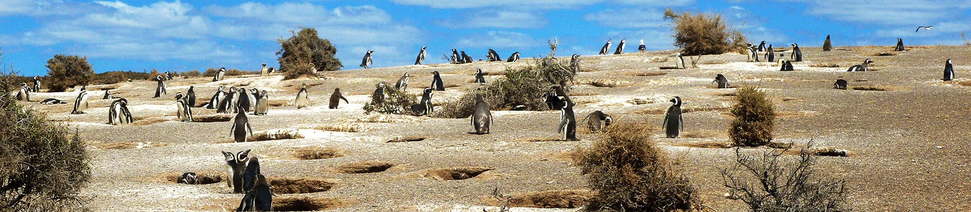 Punta Tombo Penguin Colony