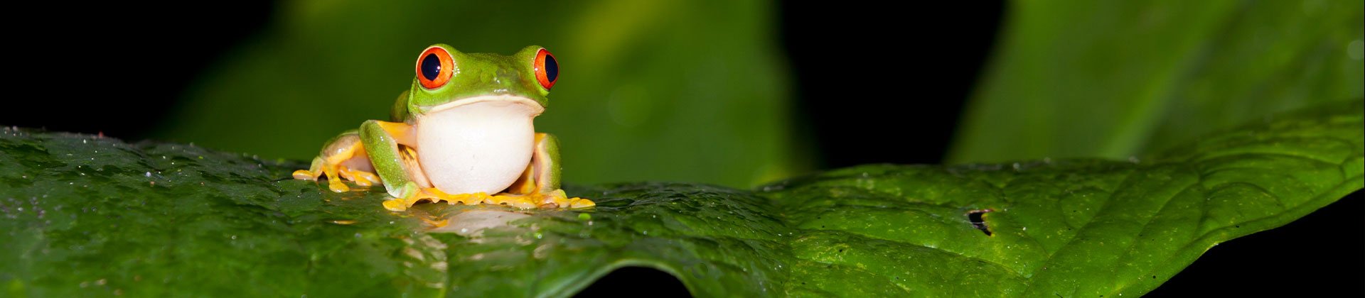 Belize red eye tree frog