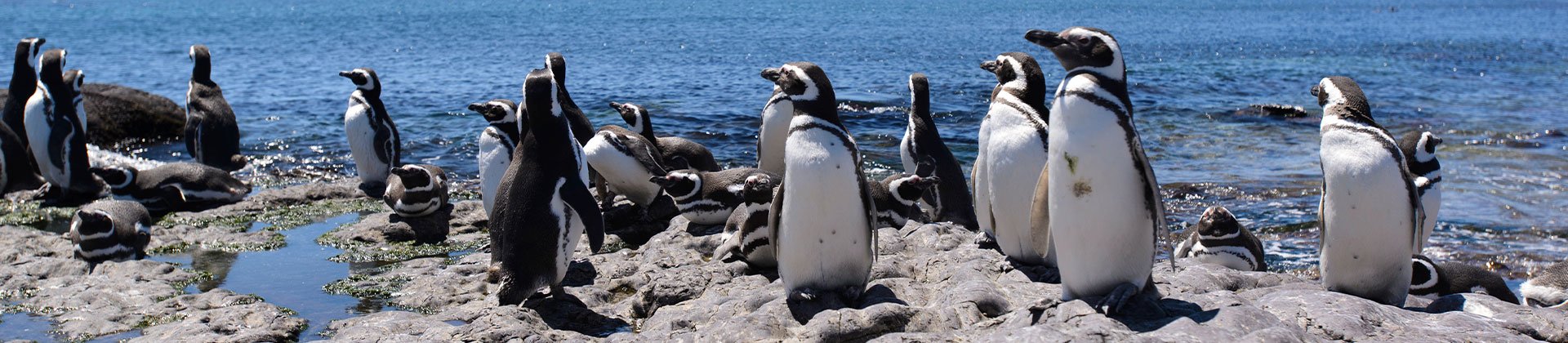 Magellanic penguins, Peninsula, Valdes
