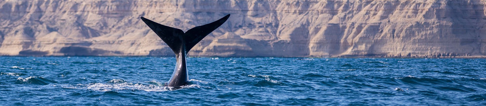 Peninsula Valdes whale