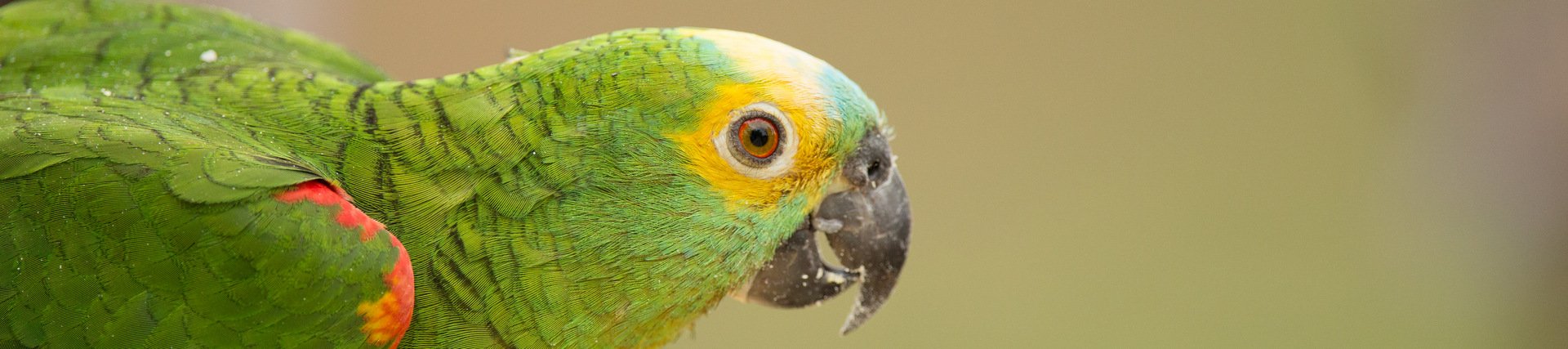 Bird, the Pantanal