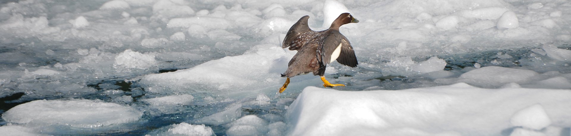 Bird on the ice, Patagonia