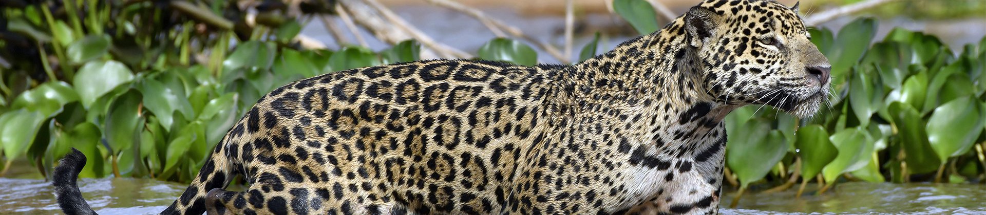 Jaguar pantanal