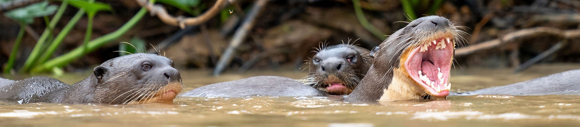 Giant river otters, Ecuador