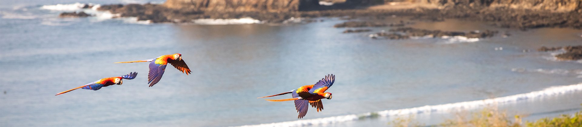 Macaws flying