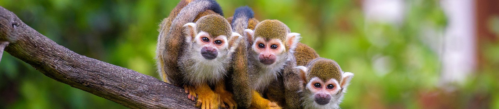 Monkeys Guyana