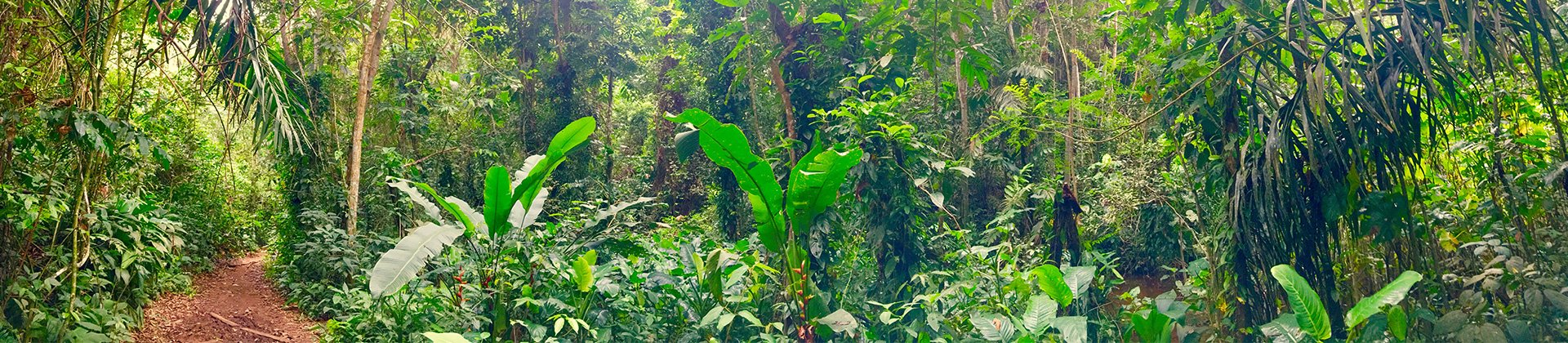 Amazonian Jungle French Guiana