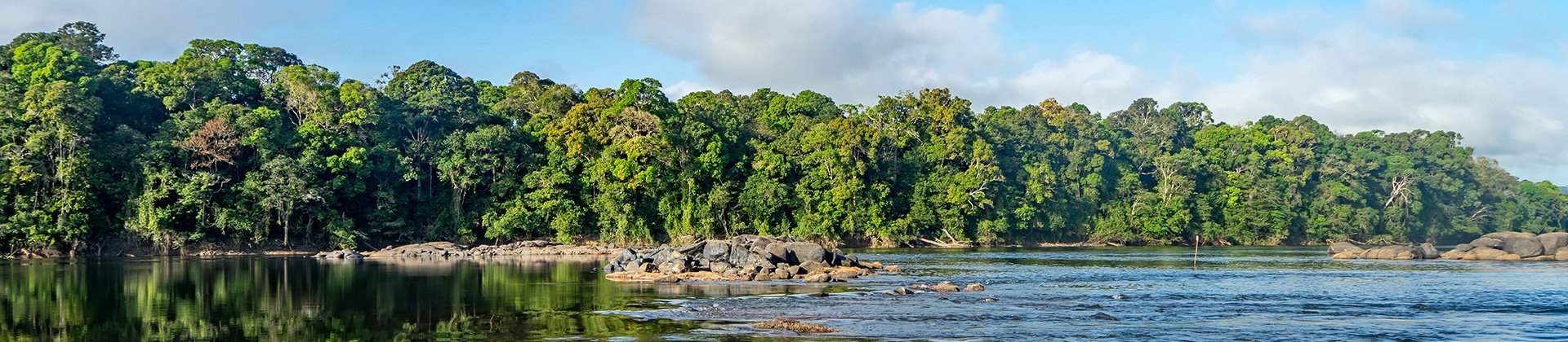 Guyana Rainforest