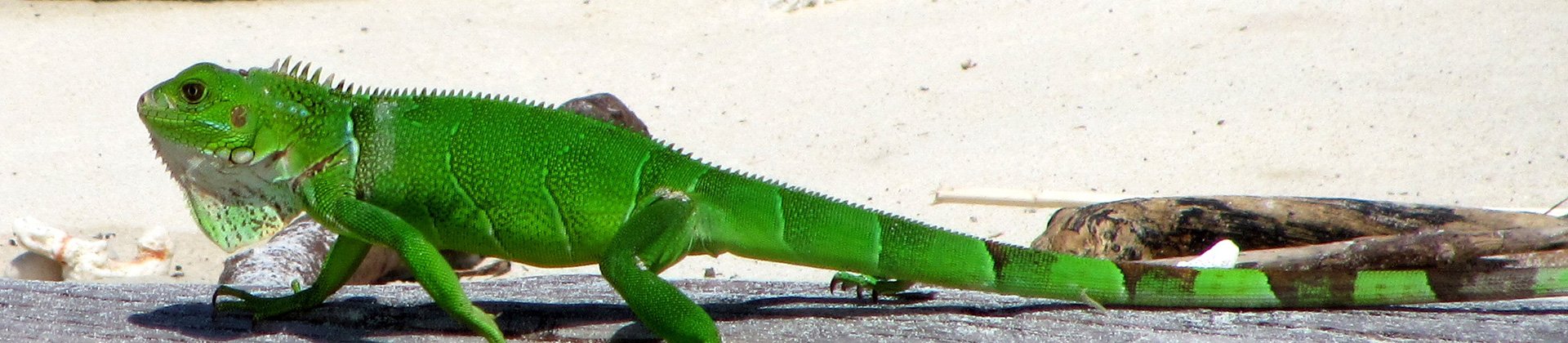 Iguana, Panama