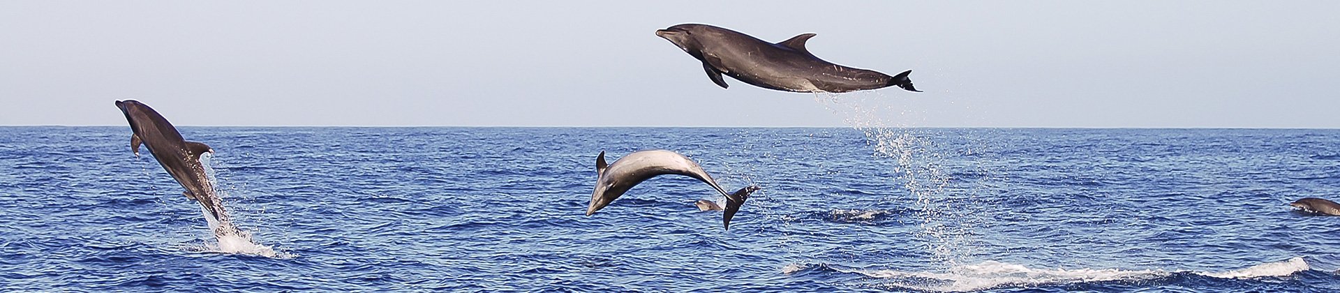 Dolphins Galapagos