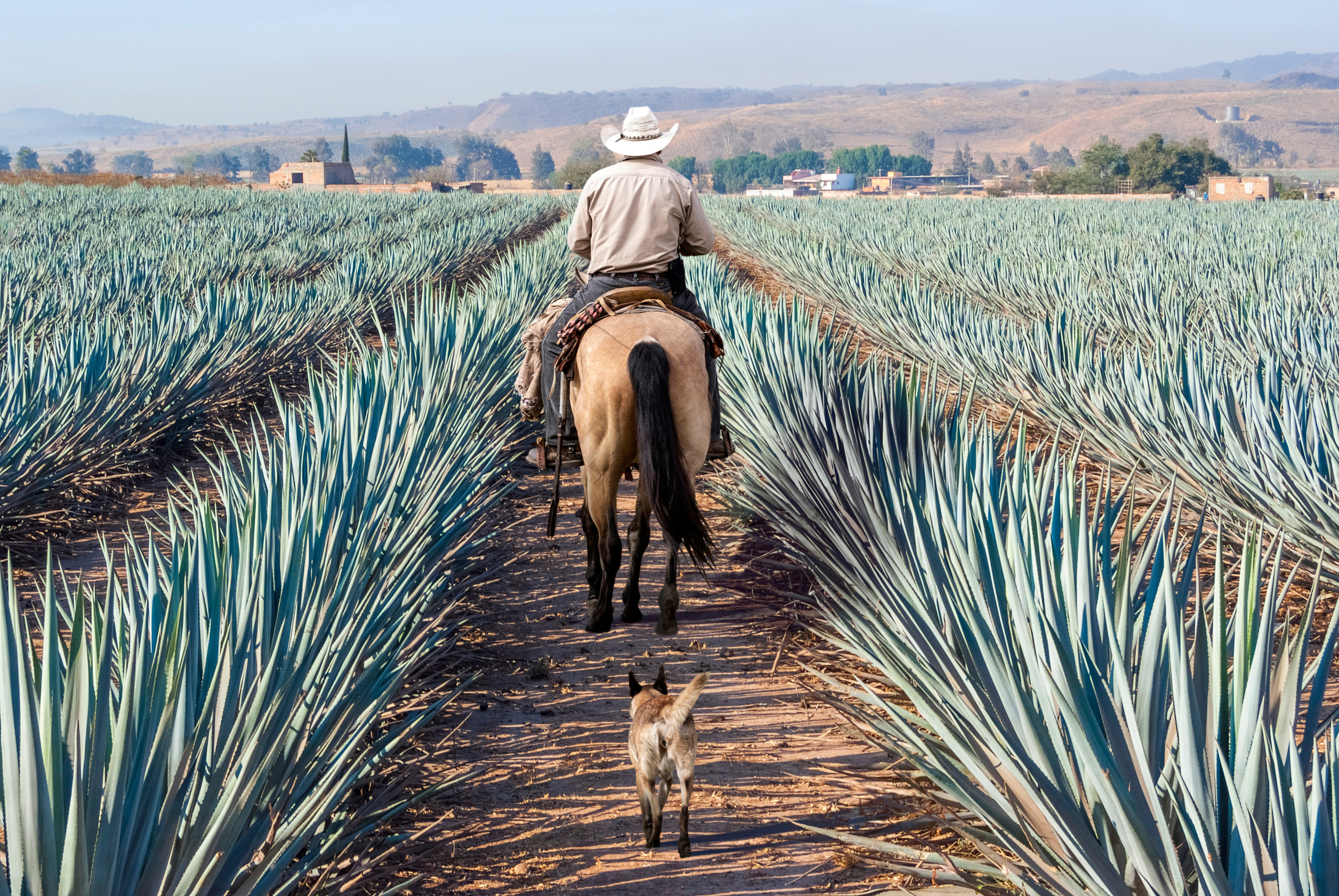 Mexico_Farmer_Agave