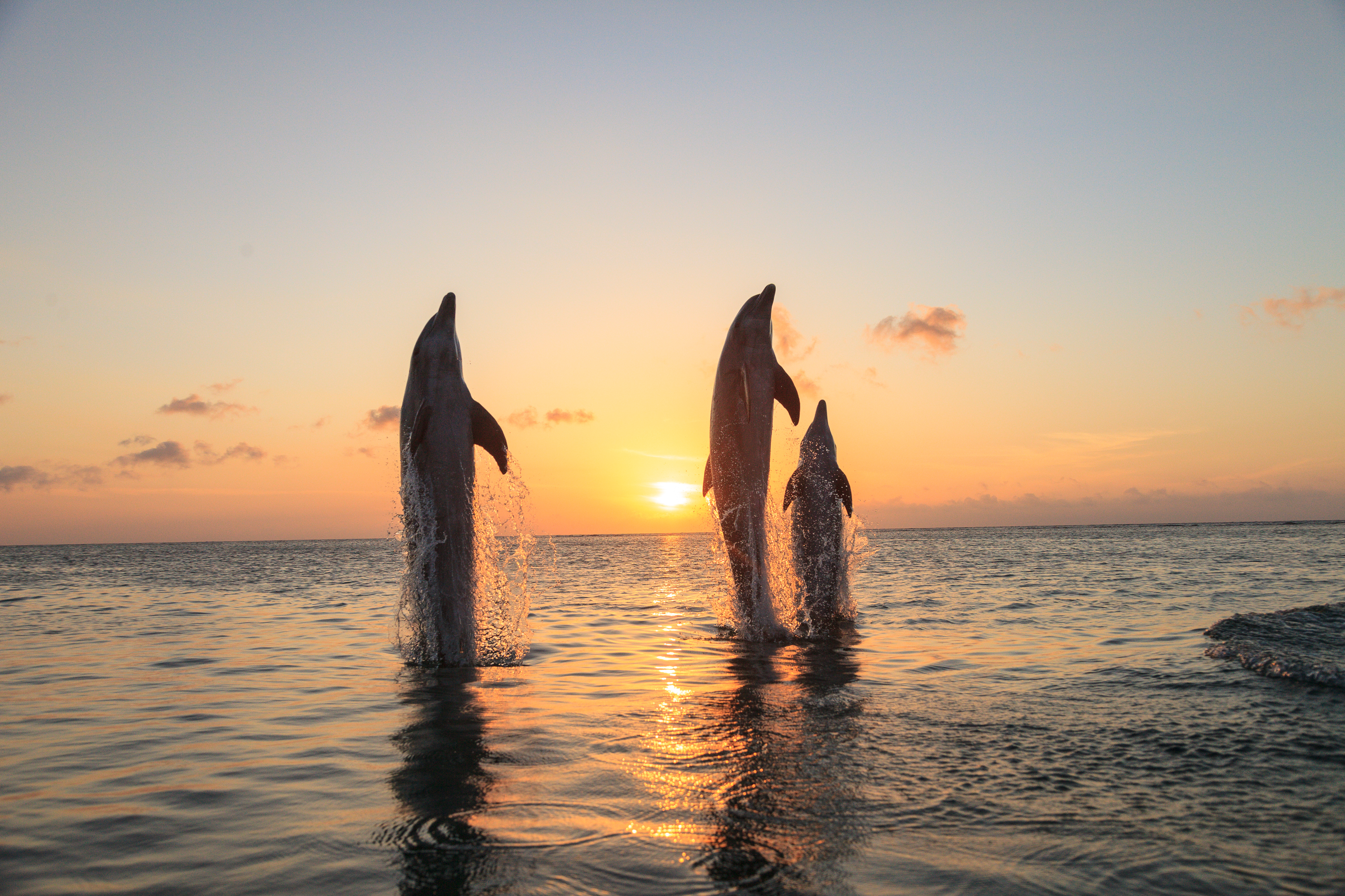 Bottlenose Dolphins (Tursiops Truncatus), Caribbean Sea, Roatan, Bay Islands, Honduras