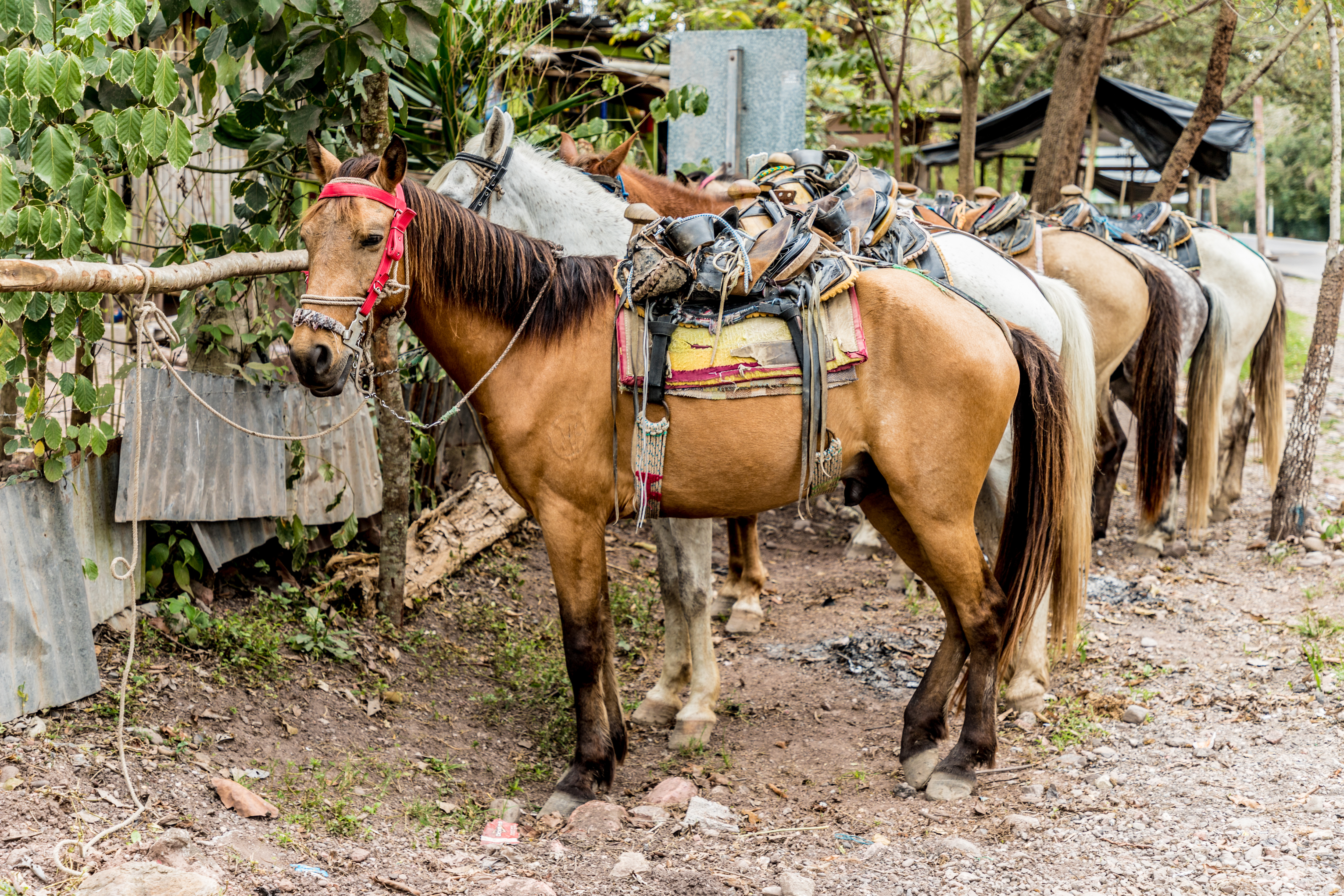 Horses Copan Town In Honduras Horses Copan Town In Honduras
