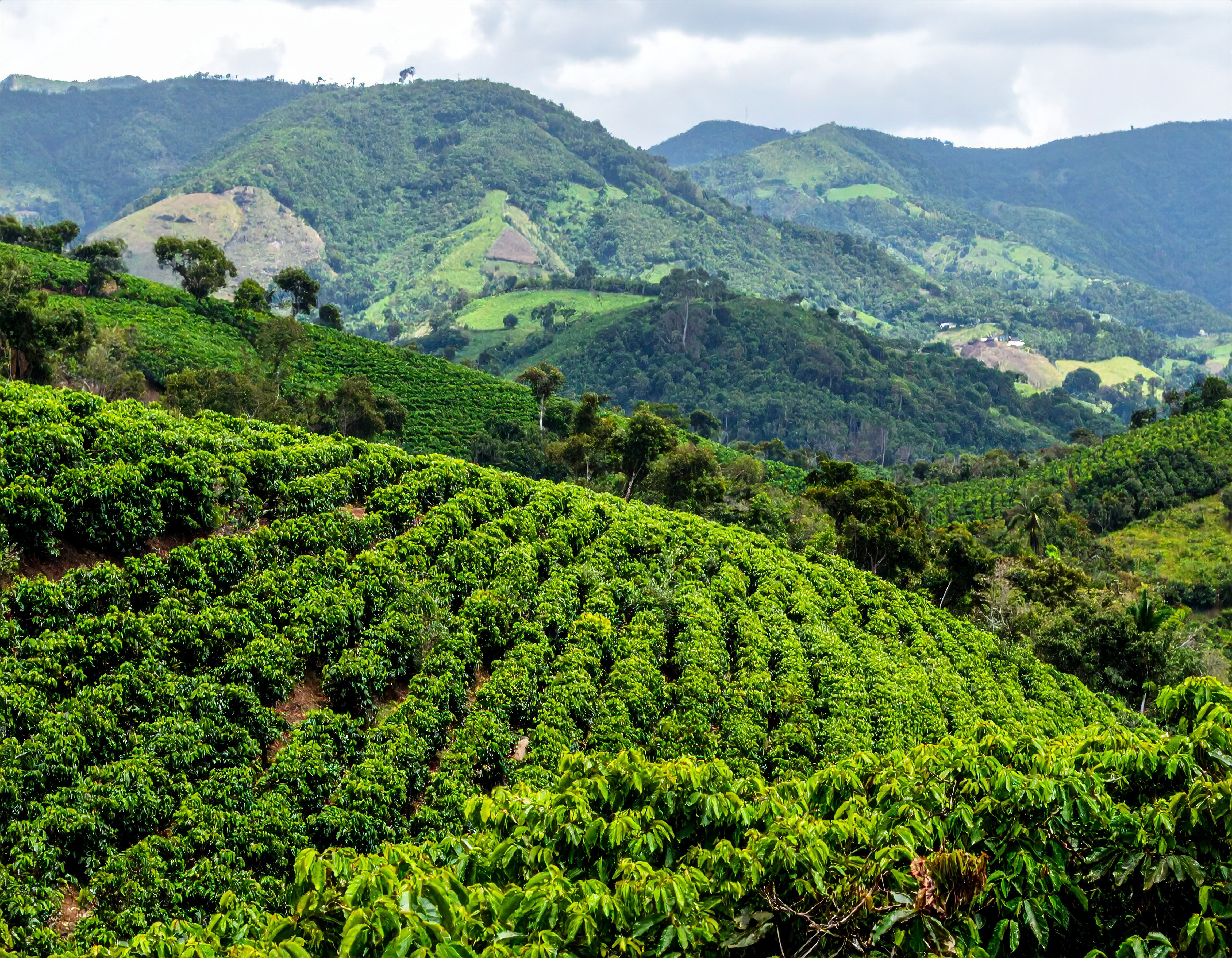 Coffee Plantation In El Salvador Coffee Plantation In El Salvador