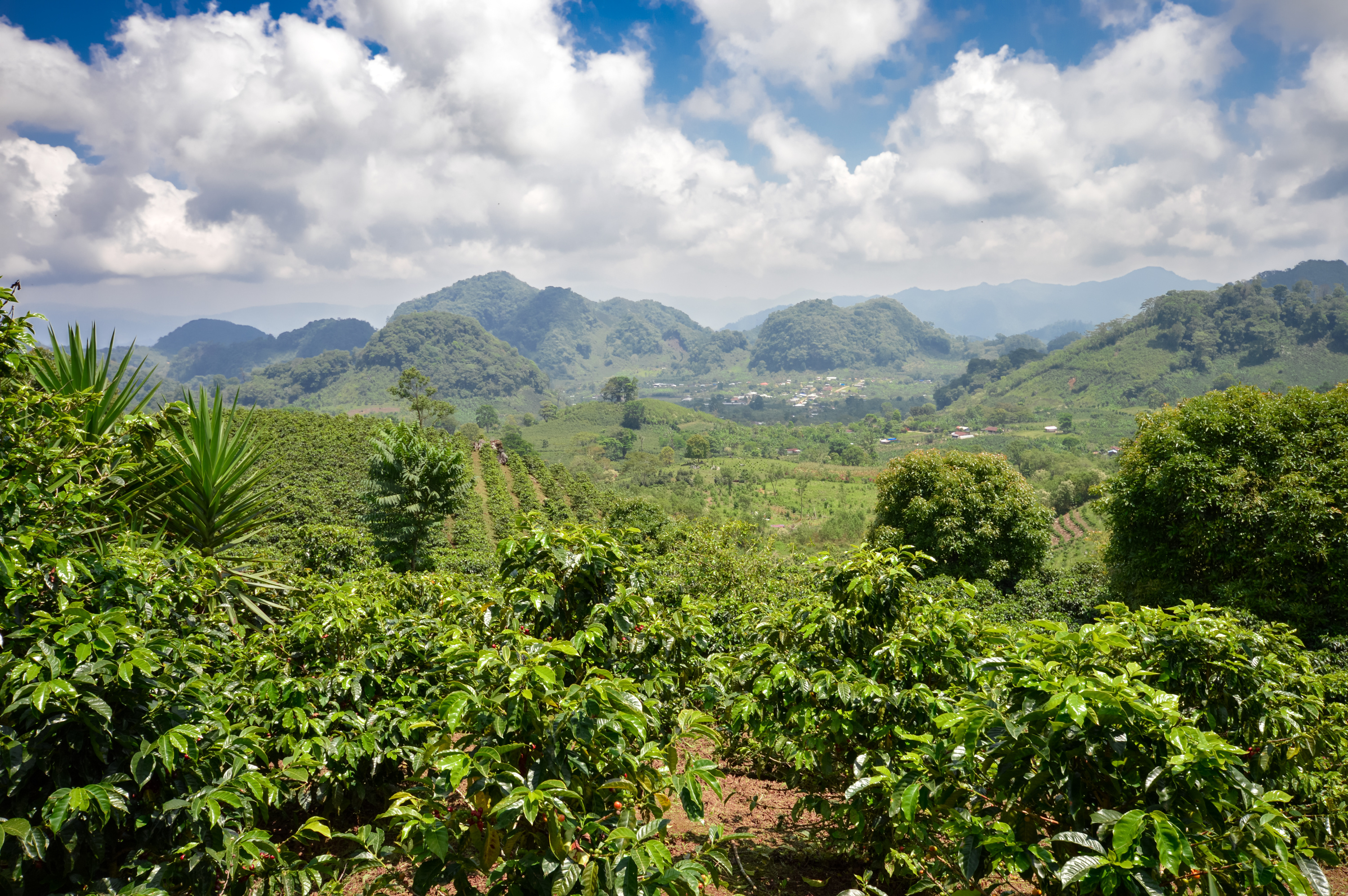 Coffee Plantations In The Highlands Of Western Honduras Coffee Plantations In The Highlands Of Western Honduras