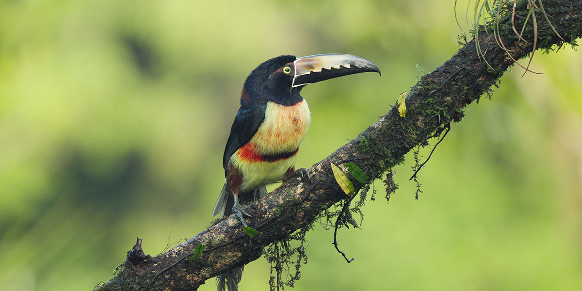 Collared Aracari Perched On A Tree Branch At Boca Tapada Of Costa Rica Collared Aracari Perched On A Tree Branch At Boca Tapada Of Costa Rica