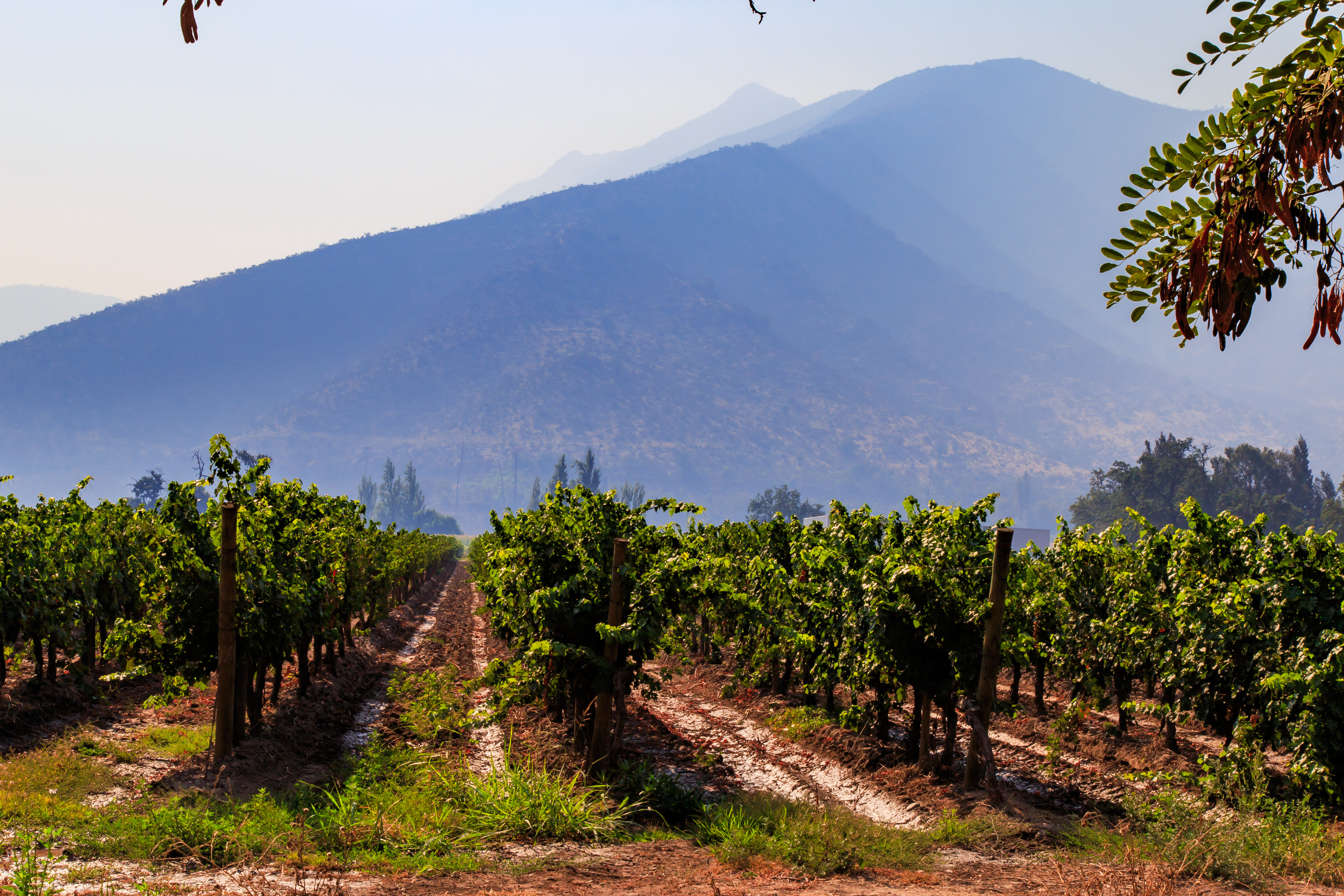 Winery, Maipo Valley, The Area Around Santiago De Chile. BANNER