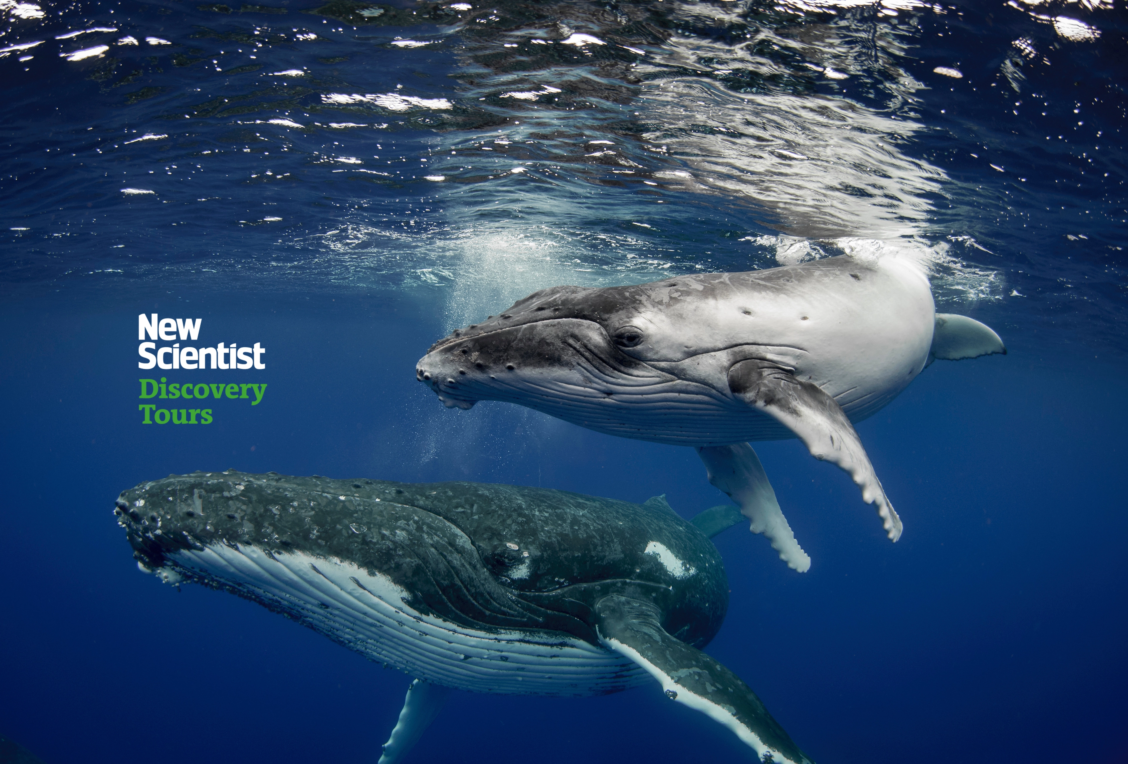 Humpback whale with calf in Baja California Humpback whale with calf in Baja California