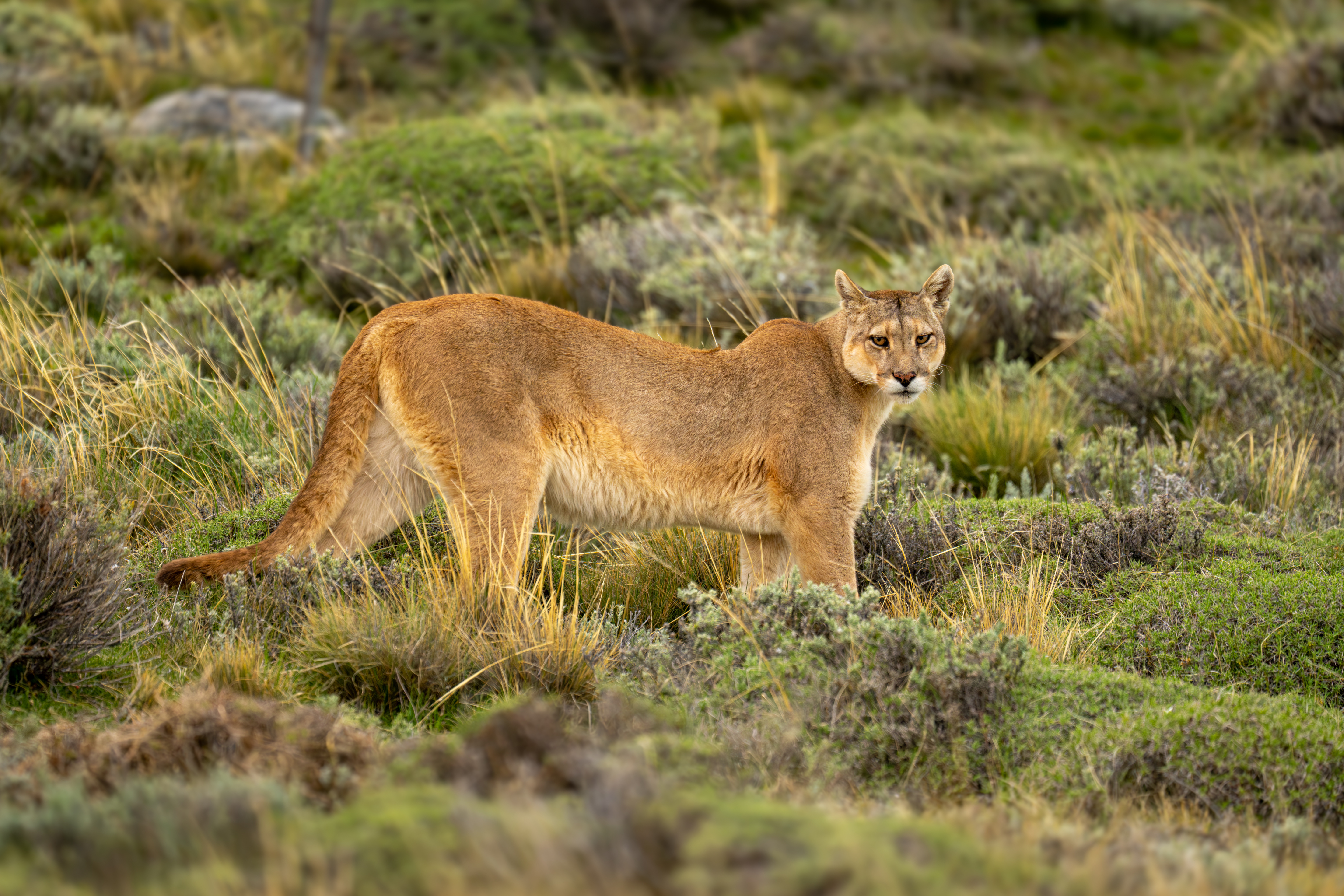Chile_Puma