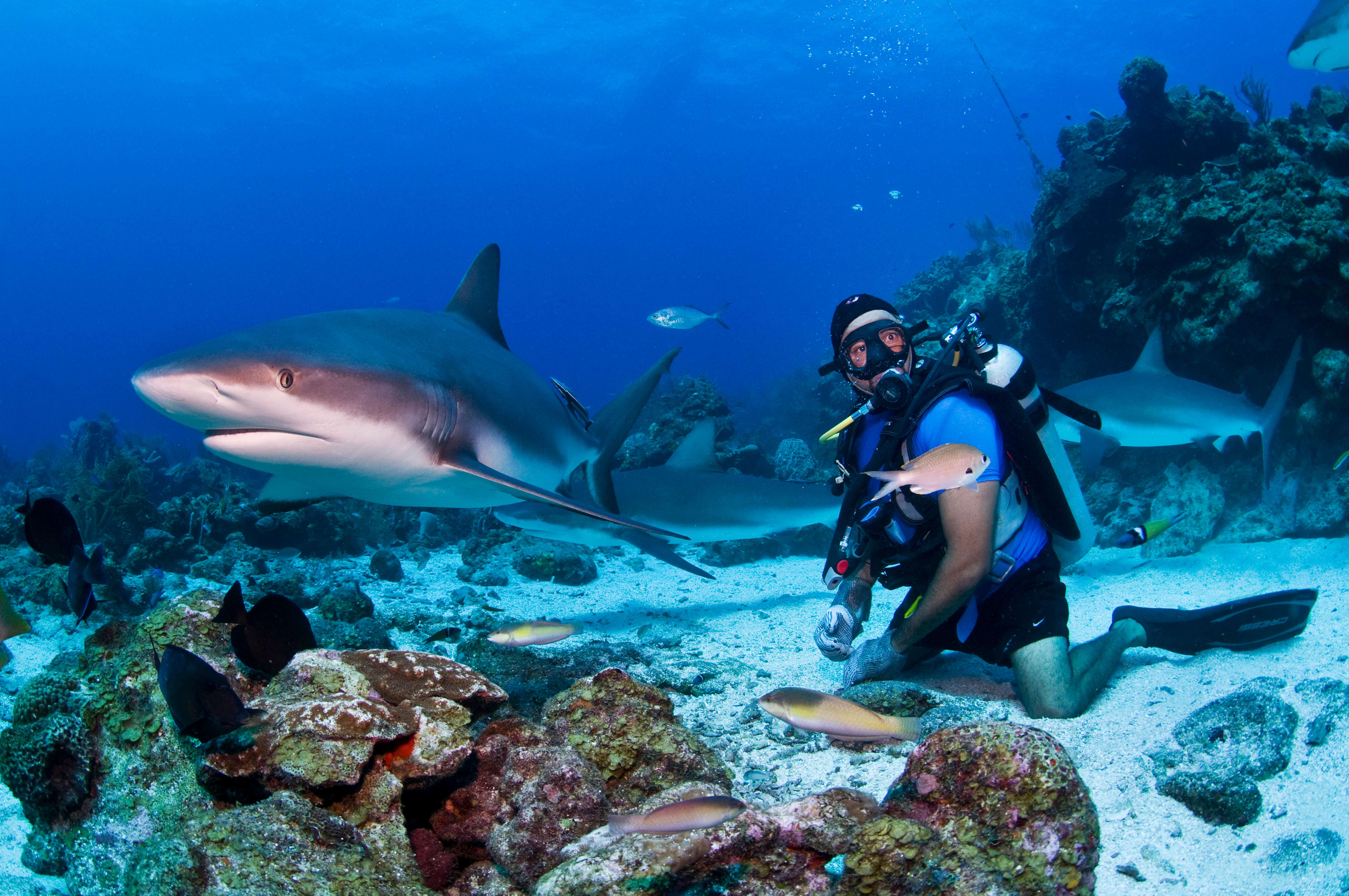 Diver With Caribbean Reef Shark (Carcharhinus Perezi), Roatan, Honduras Diver With Caribbean Reef Shark (Carcharhinus Perezi), Roatan, Honduras
