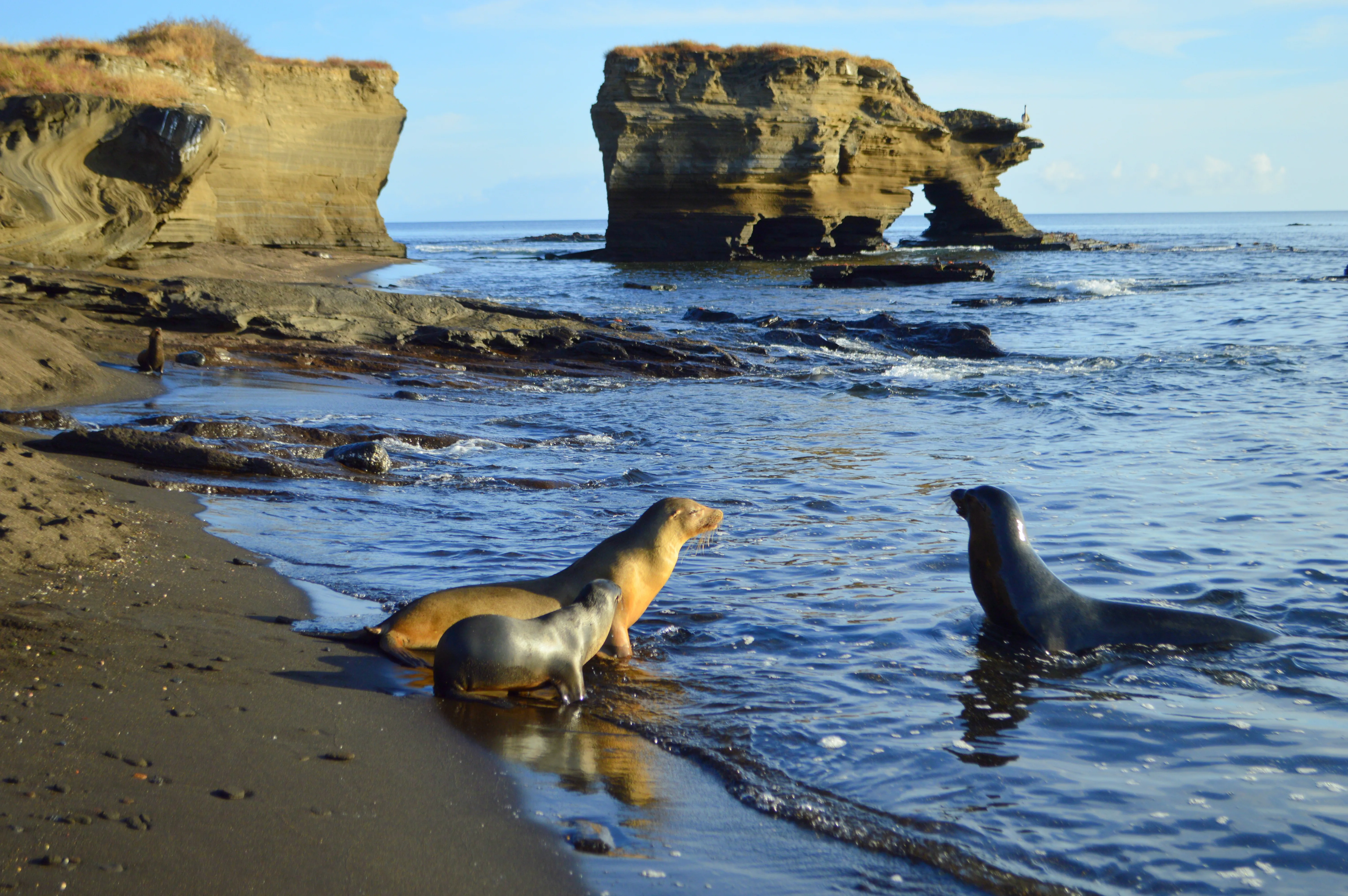 A Family Of Sea Lions On A Beach In Puerto Egas, Santiago Island, Ecuador. A Family Of Sea Lions On A Beach In Puerto Egas, Santiago Island, Ecuador.
