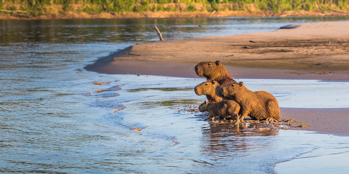 Capybara Family